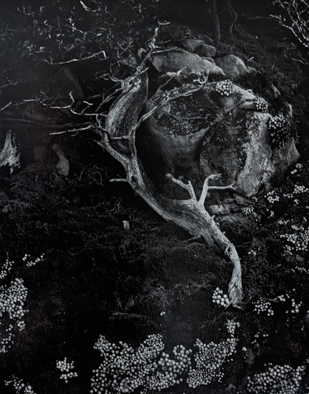 Edward Weston, Cypress | Afterimage Gallery