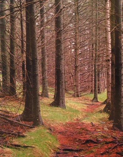 Eliot Porter, Path in Woods