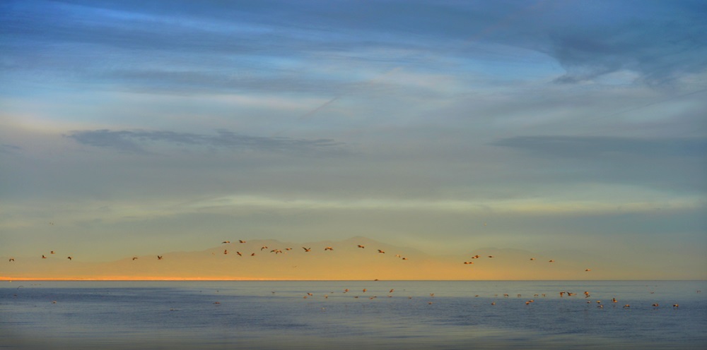 Brian Kosoff, Birds, Salton Sea