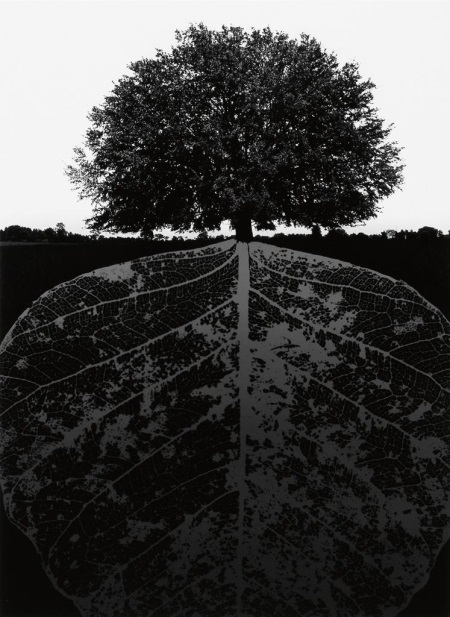 Jerry Uelsmann, Tree/Leaf Roots