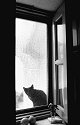Cat in Window, Santorini