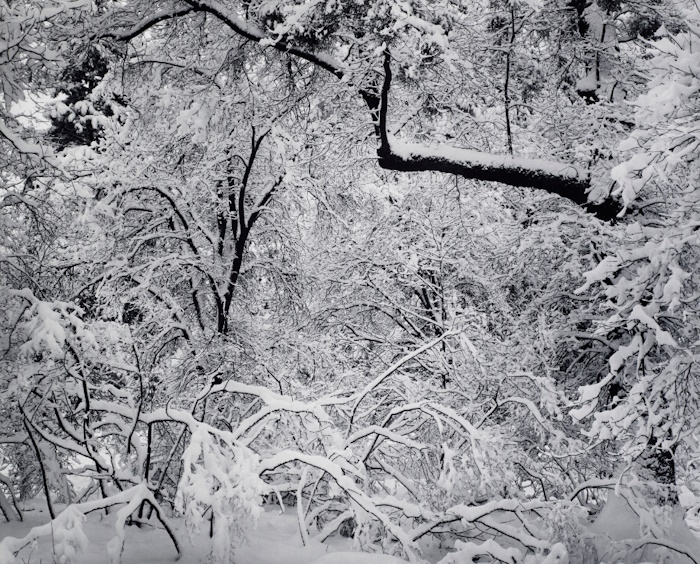 Ansel Adams, Fresh Snow  |Afterimage Gallery