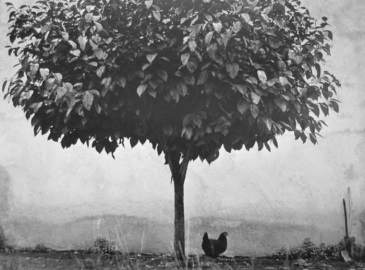 douard Boubat, L'arbre et la Poule