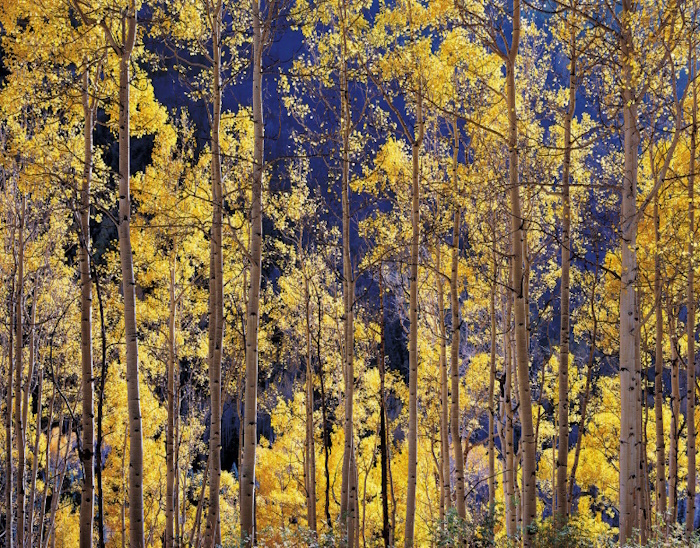 Christopher Burkett, Telluride Aspens