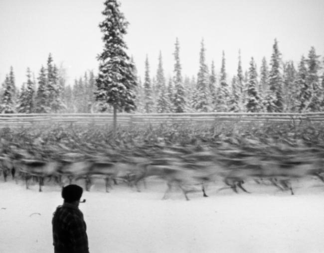 Carl Mydans, Reindeer | Afterimage Gallery