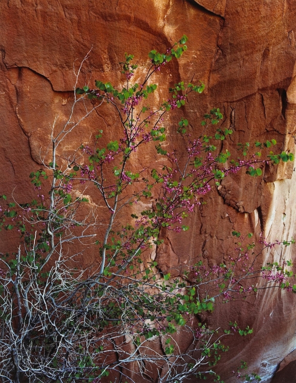 Eliot Porter, Redbud in Bloom