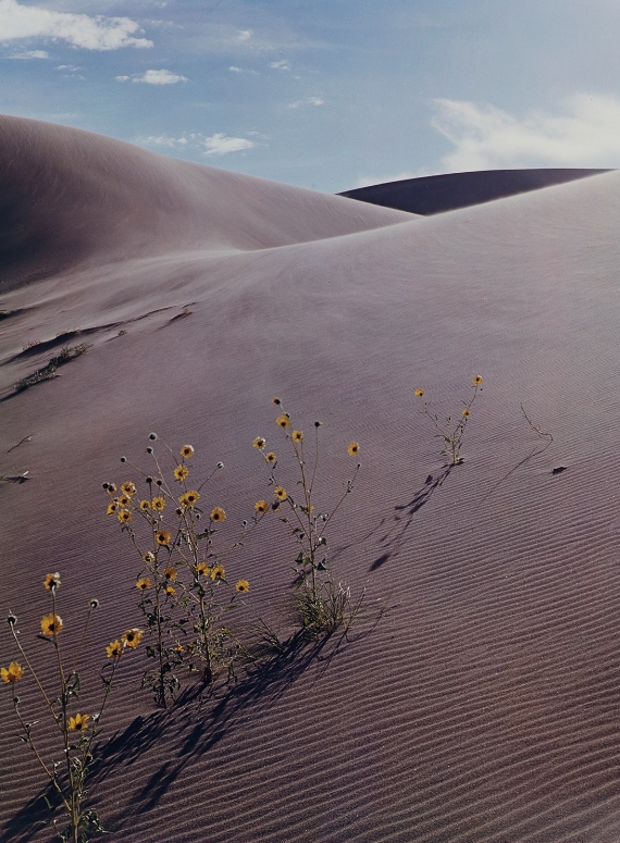 Eliot Porter, Sunflower