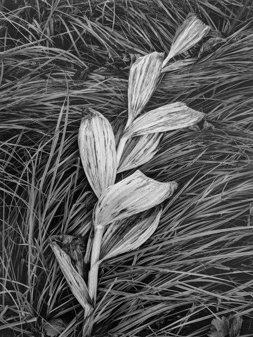 John Sexton, Corn Lily | Afterimage Gallery