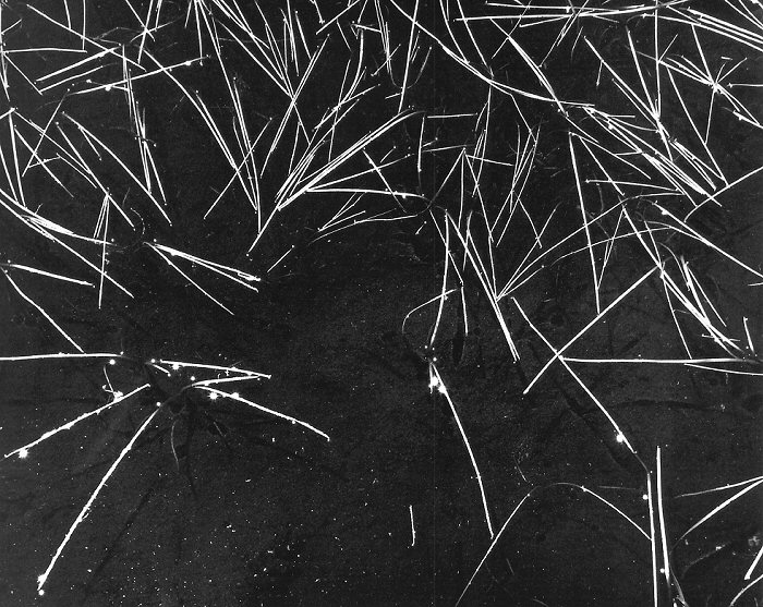 Ansel Adams, Grass and Pool  |Afterimage Gallery