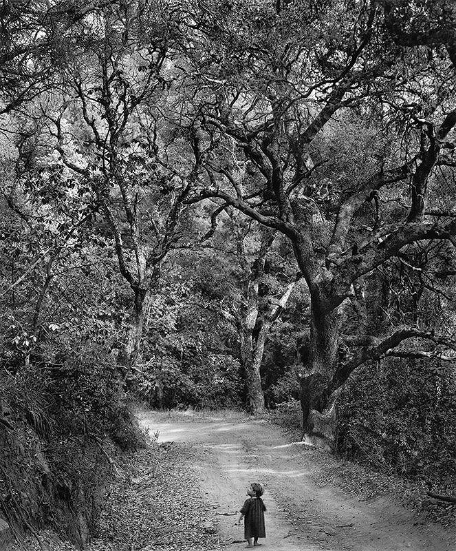 Wynn Bullock, Child on Forest Road | Afterimage Gallery